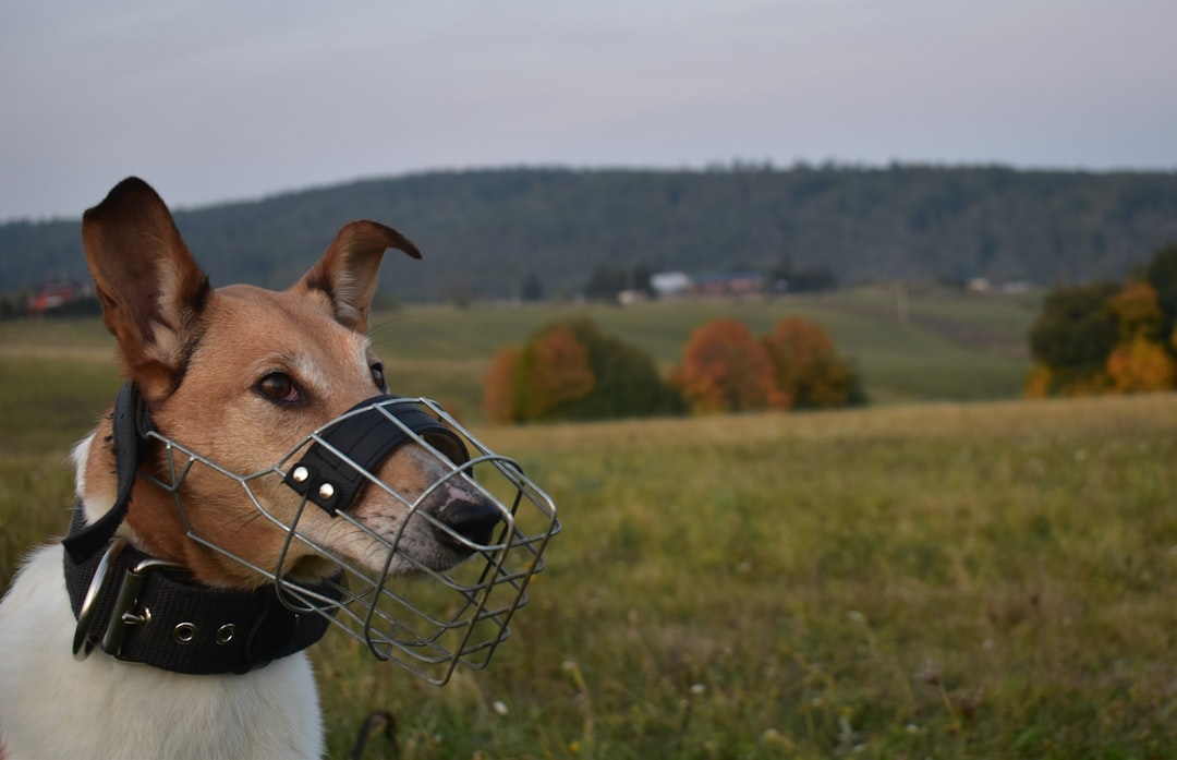 Konkialarni quritish